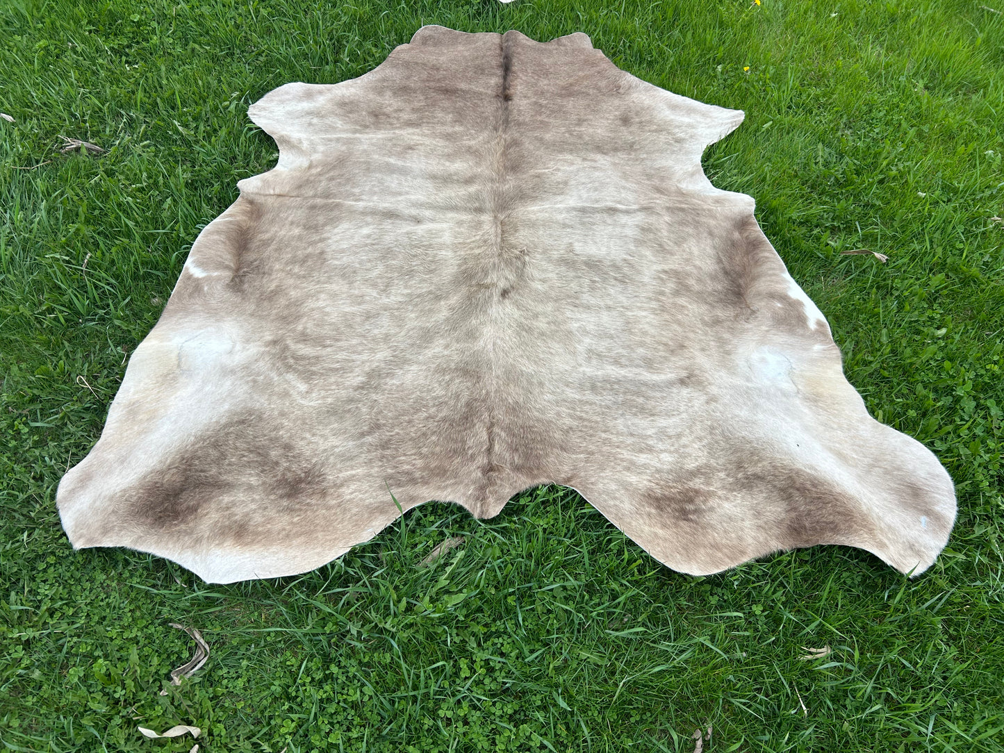 6x6.6 Cowhide ✳️ FREE SHIPPING ✳️