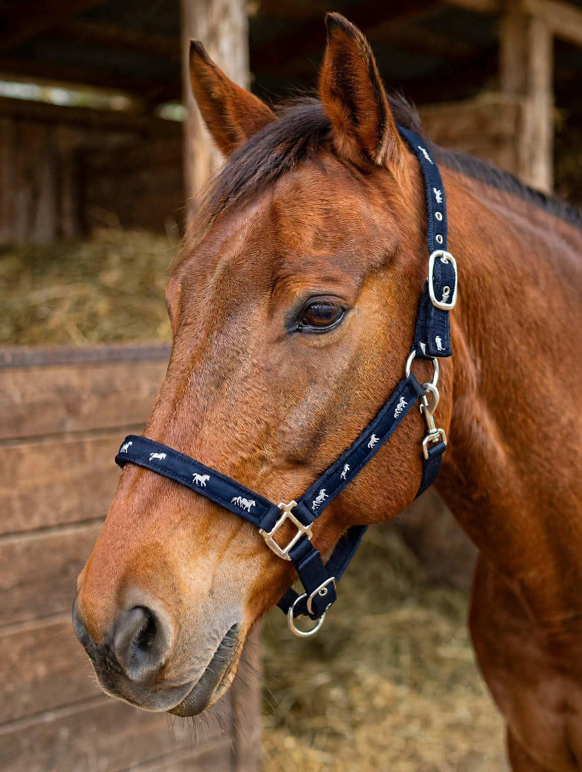 Navy blue 2 way adjustable padded horse halter
