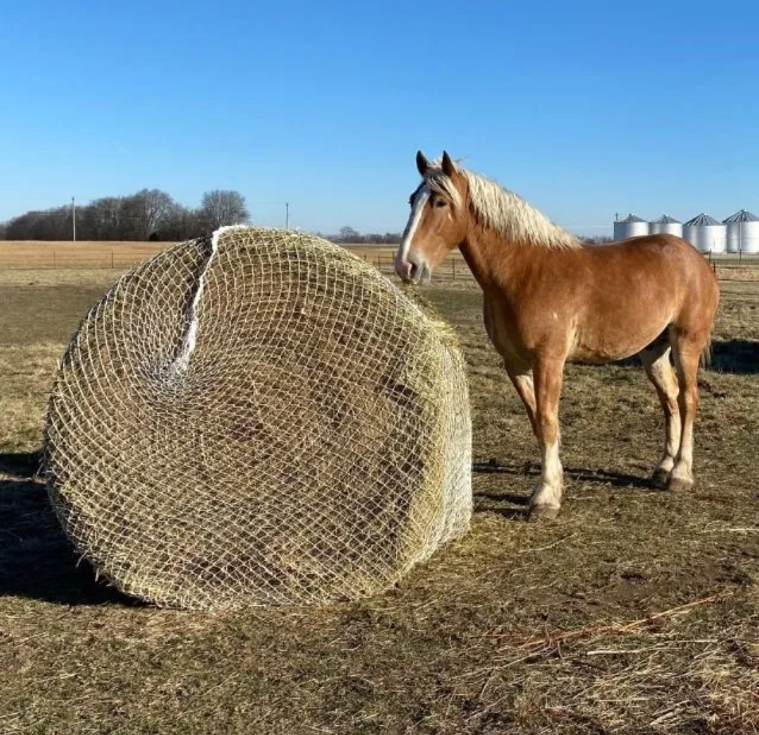 Large Slow Feed Bale Net ✳️ FREE SHIPPING ✳️
