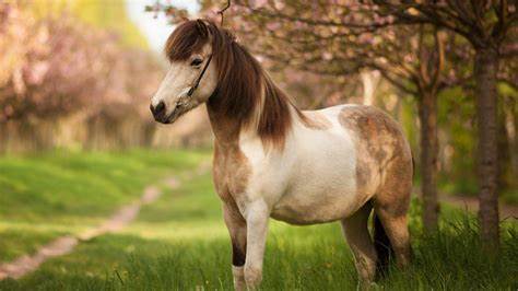 Pony Tack