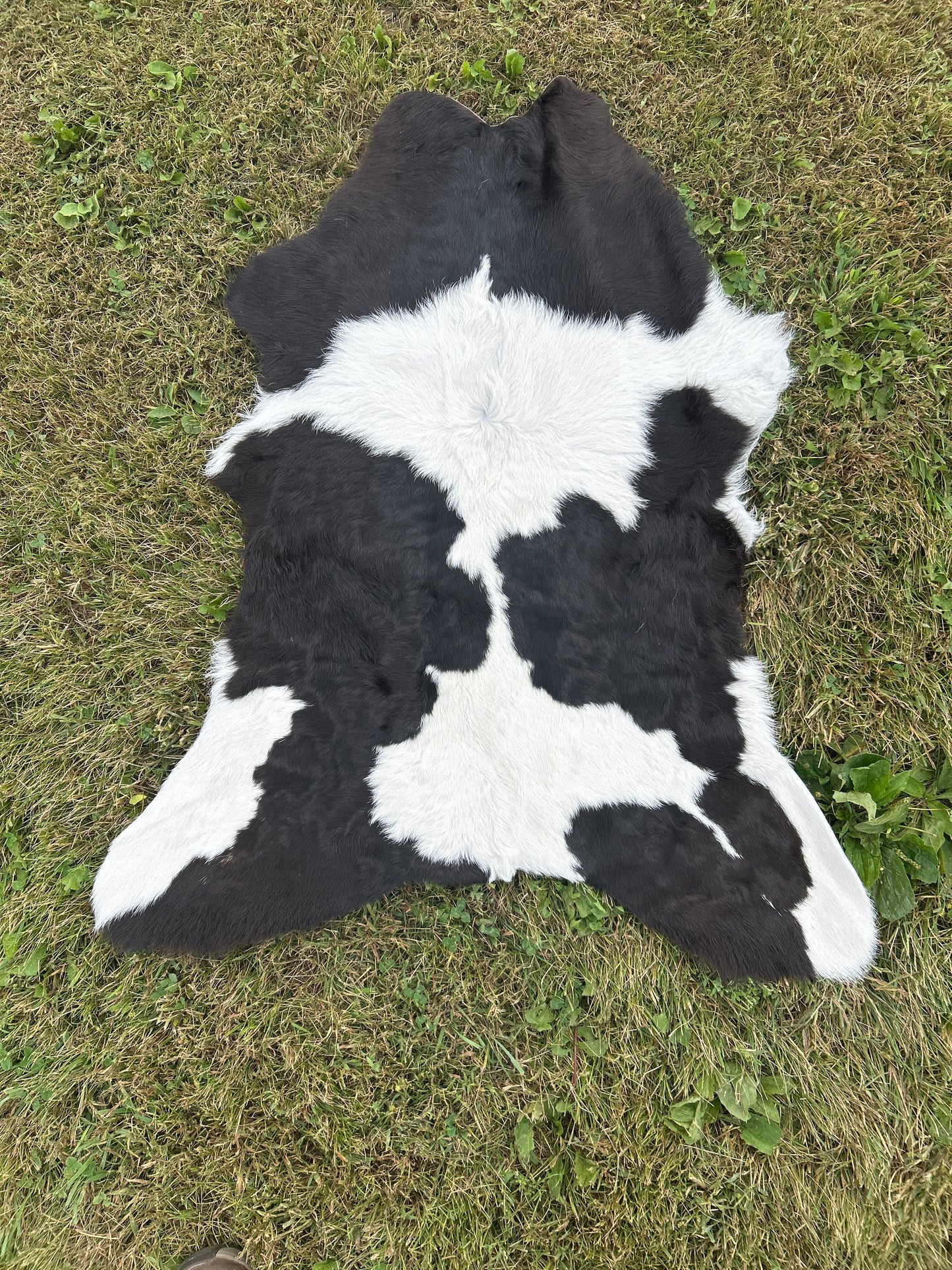 Calf Hide ❇️ Free Shipping ❇️