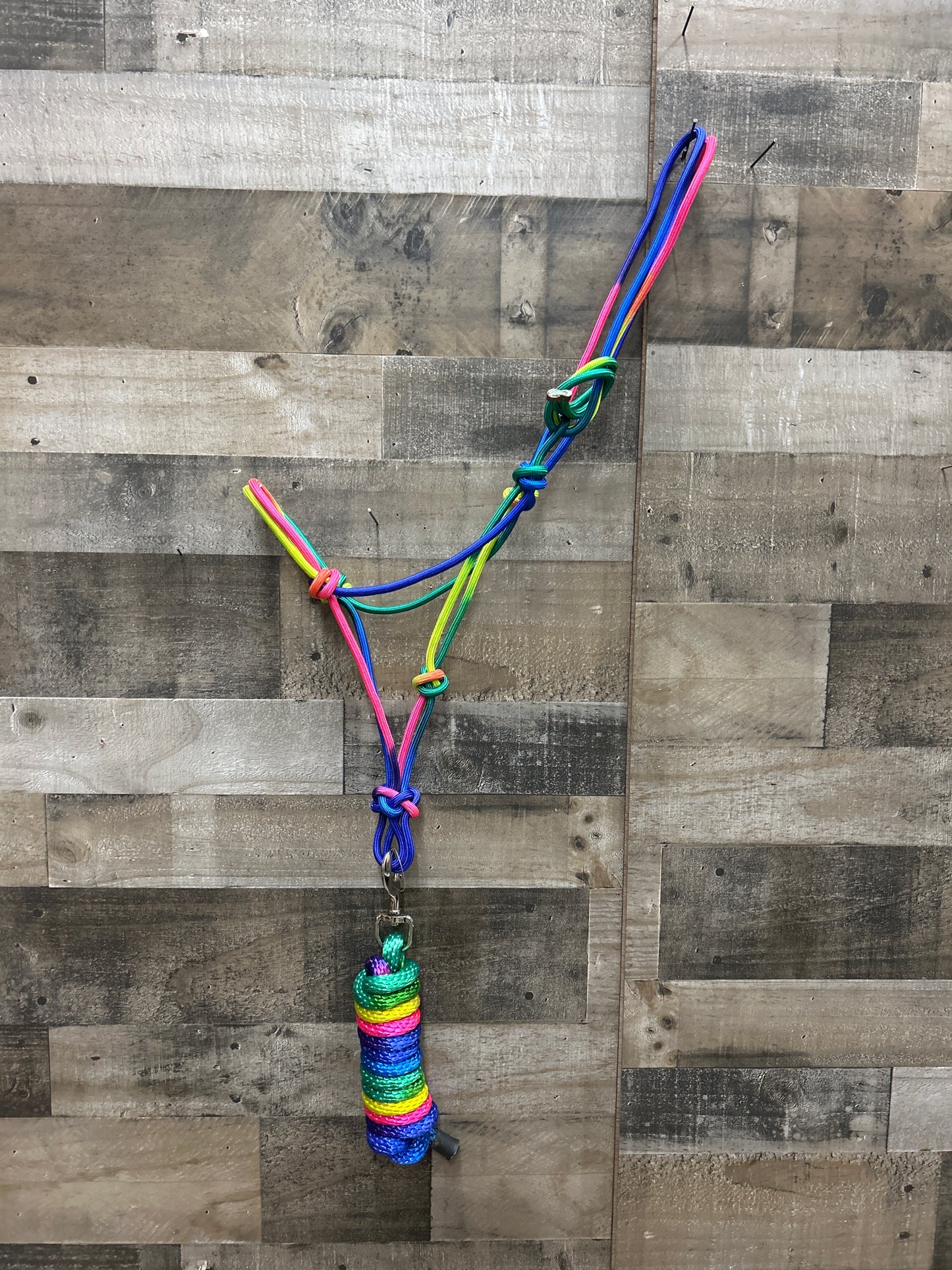 Rainbow Halter & Lead