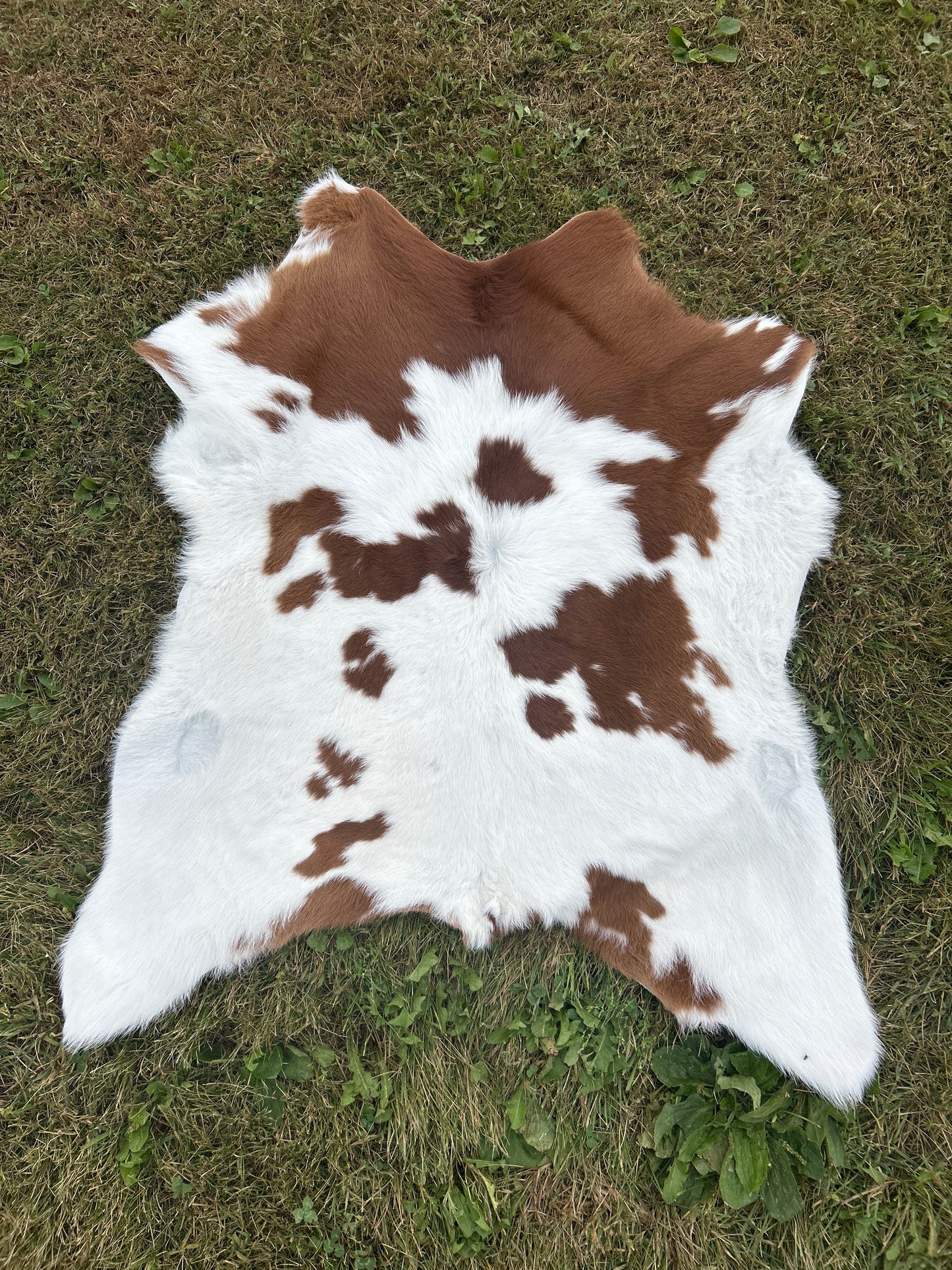 Calf Hide ❇️ Free Shipping ❇️