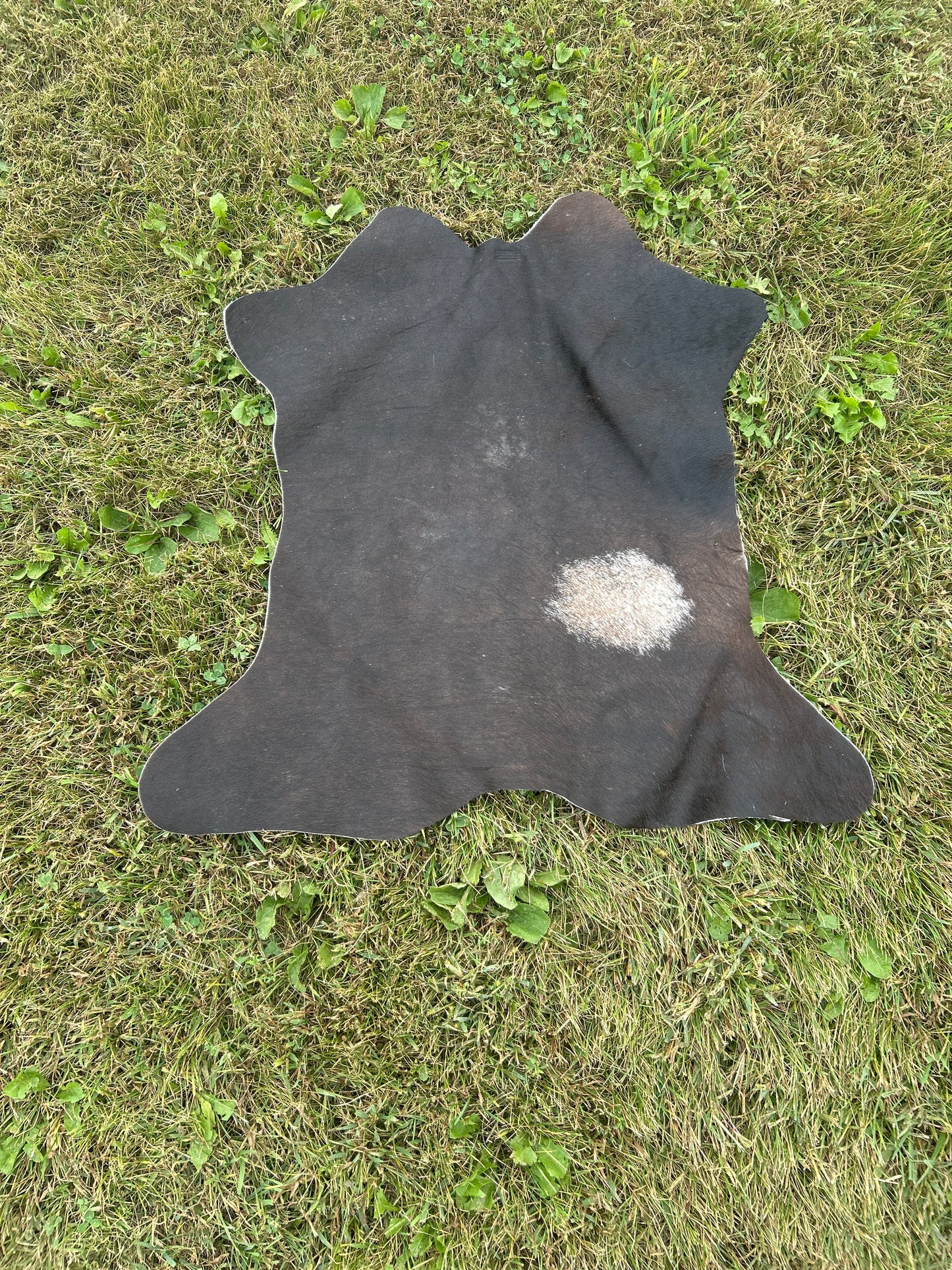 Small Calf Hide ❇️ Free Shipping ❇️