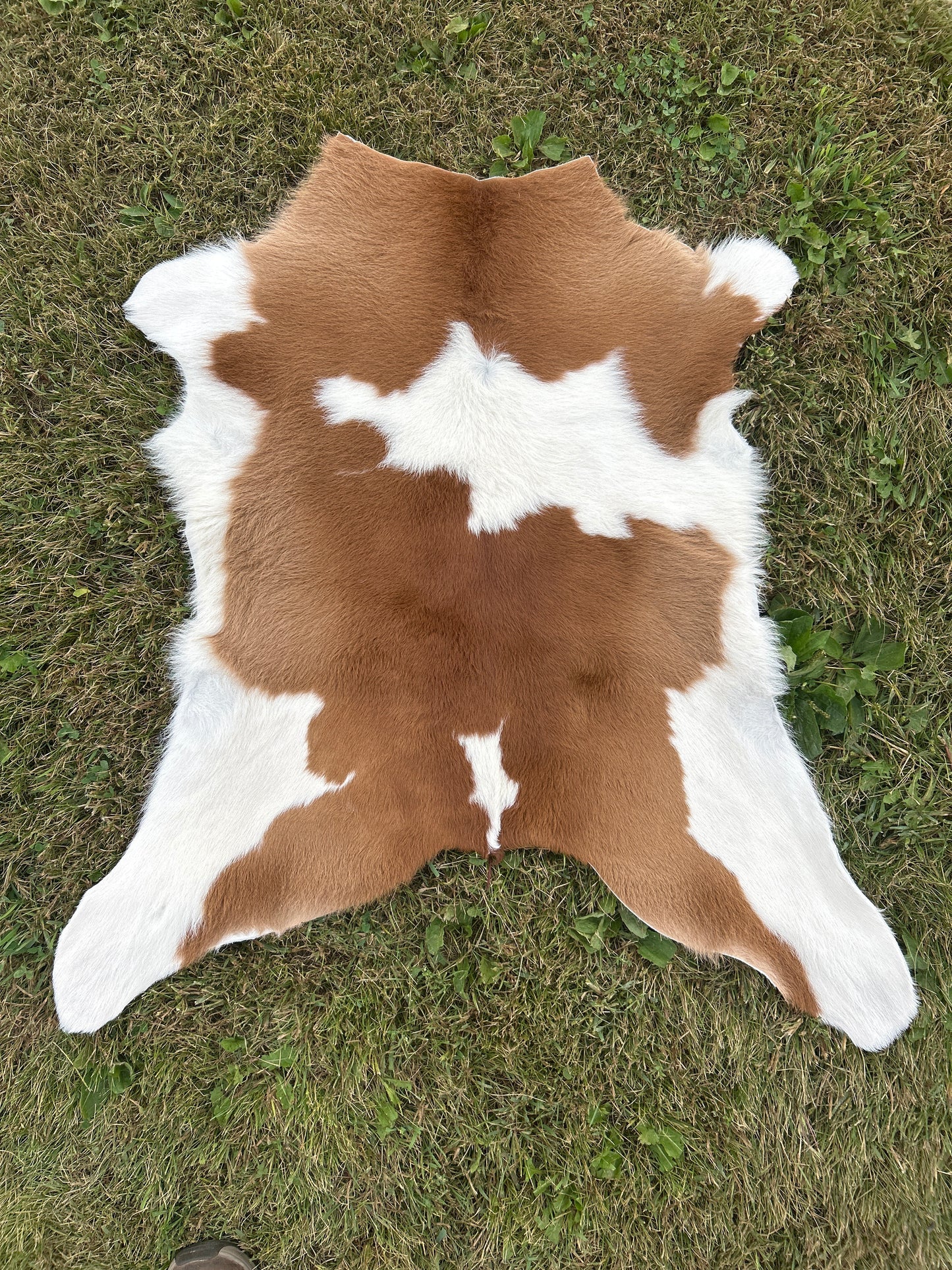 Calf Hide ❇️ Free Shipping ❇️