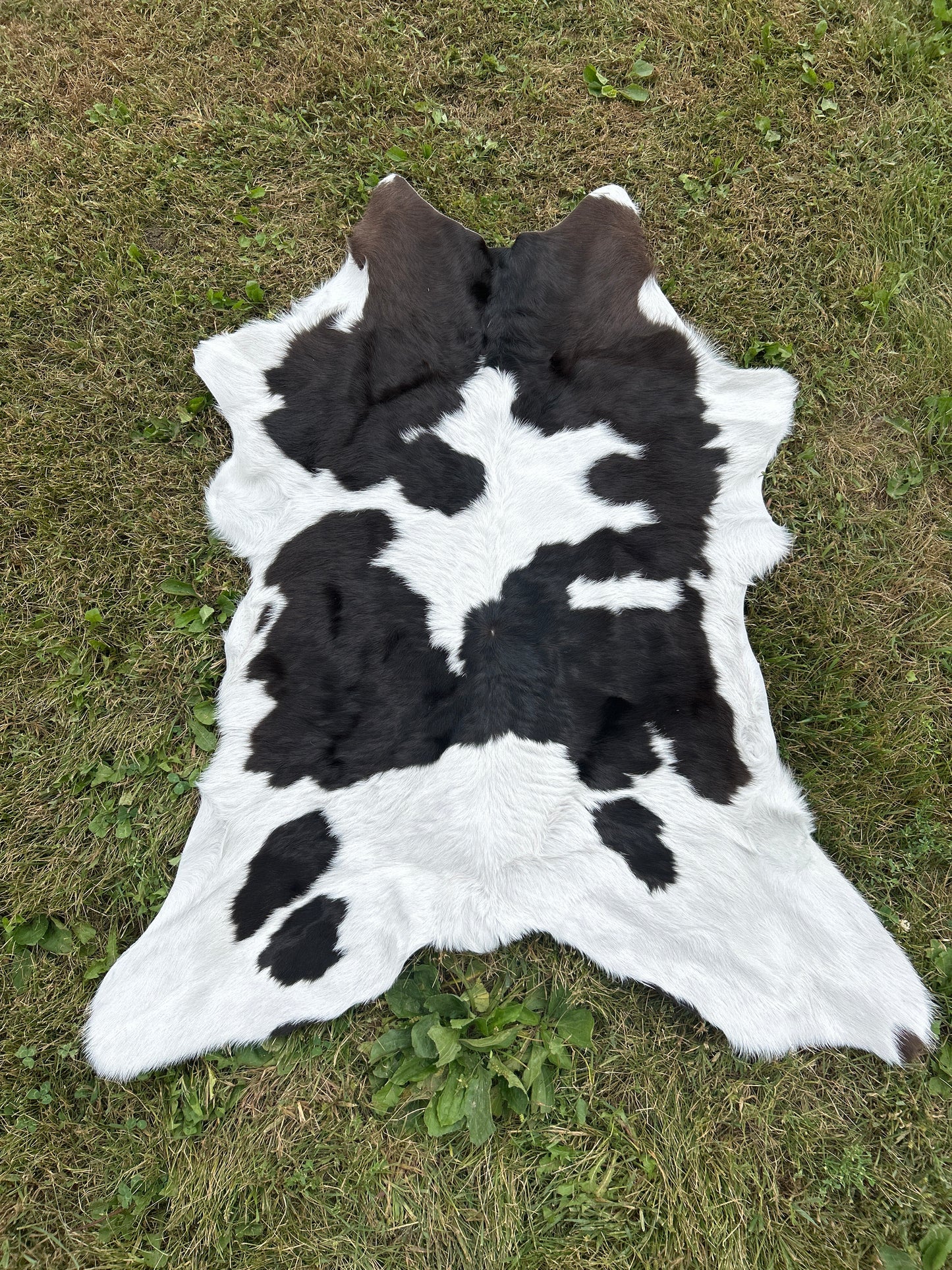 Calf Hide ❇️ Free Shipping ❇️