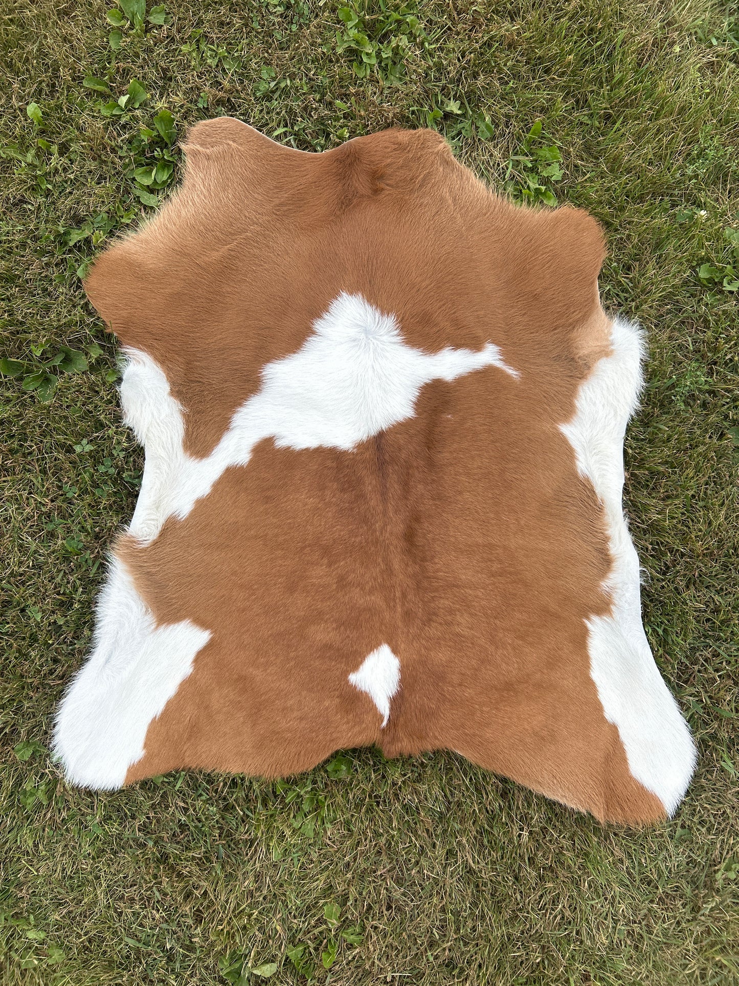 Calf Hide ❇️ Free Shipping ❇️