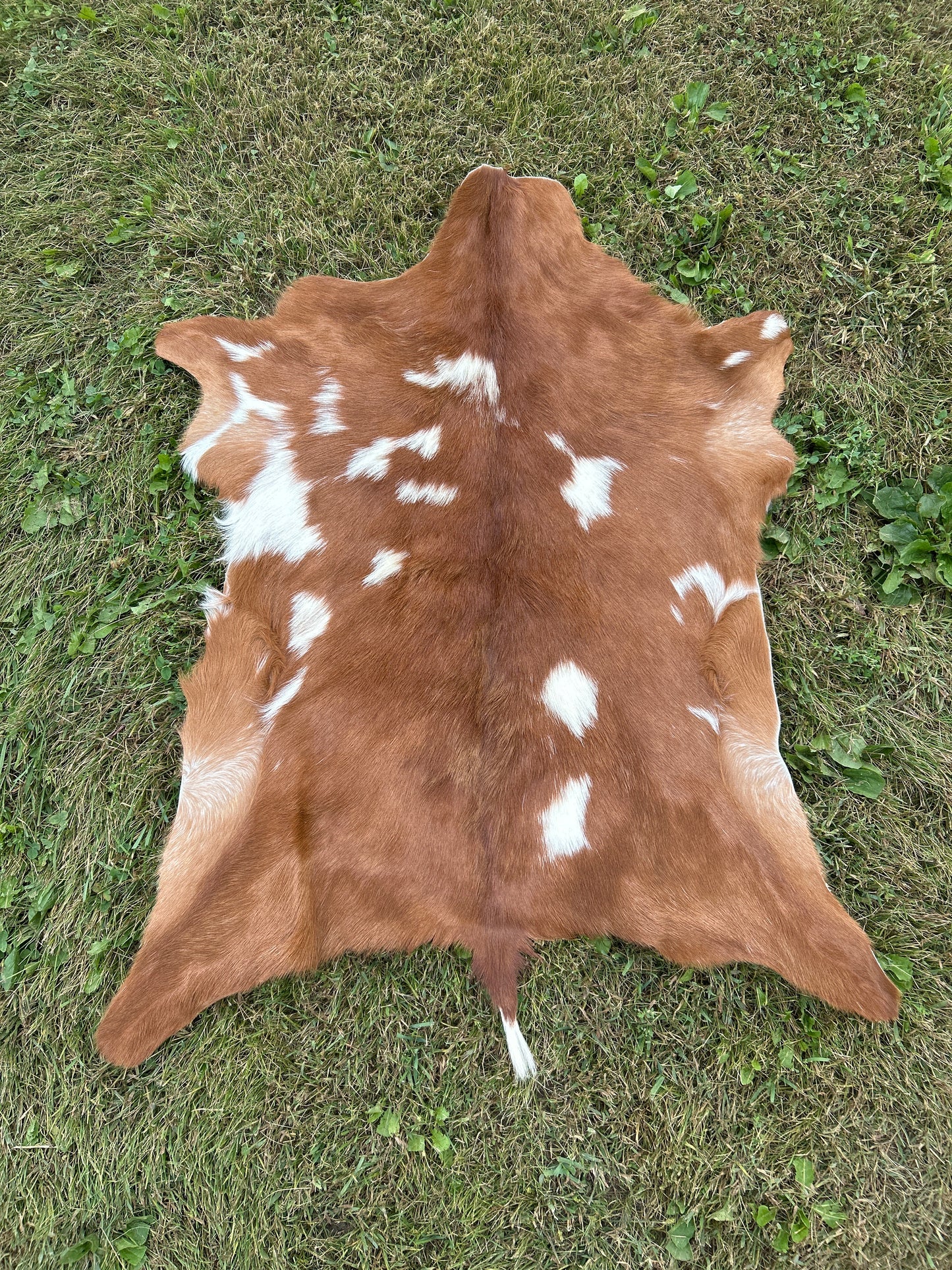 Goat Hide ❇️ Free Shipping ❇️