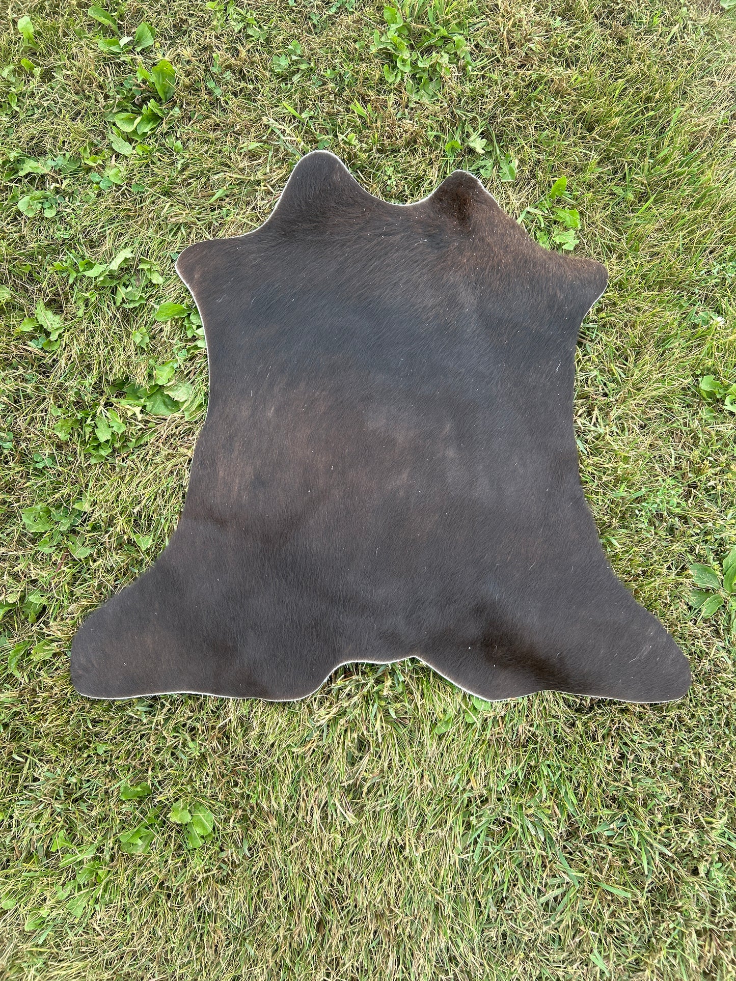 Small Calf Hide ❇️ Free Shipping ❇️