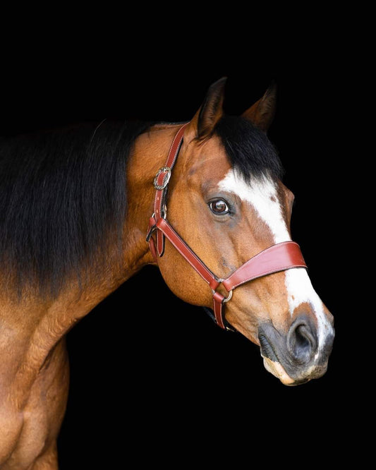 Leather Bronc Halter