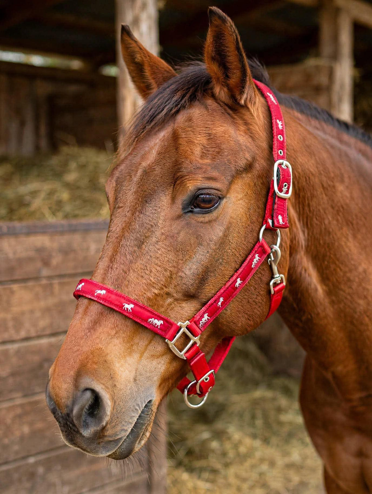 Red 2 way adjustable padded horse halter