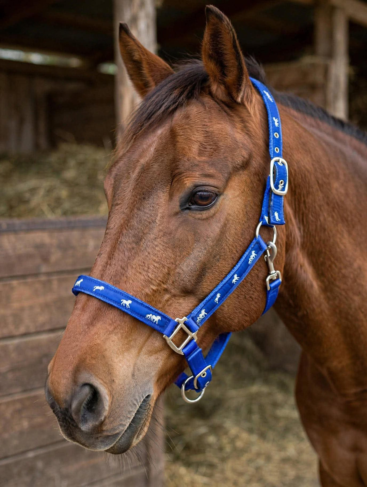 Blue 2 way adjustable padded horse halter