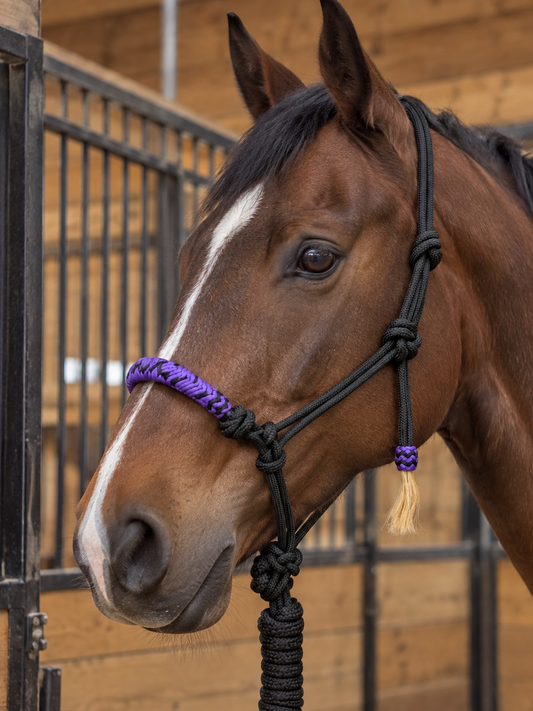 Cowboy halter  horse size with lead