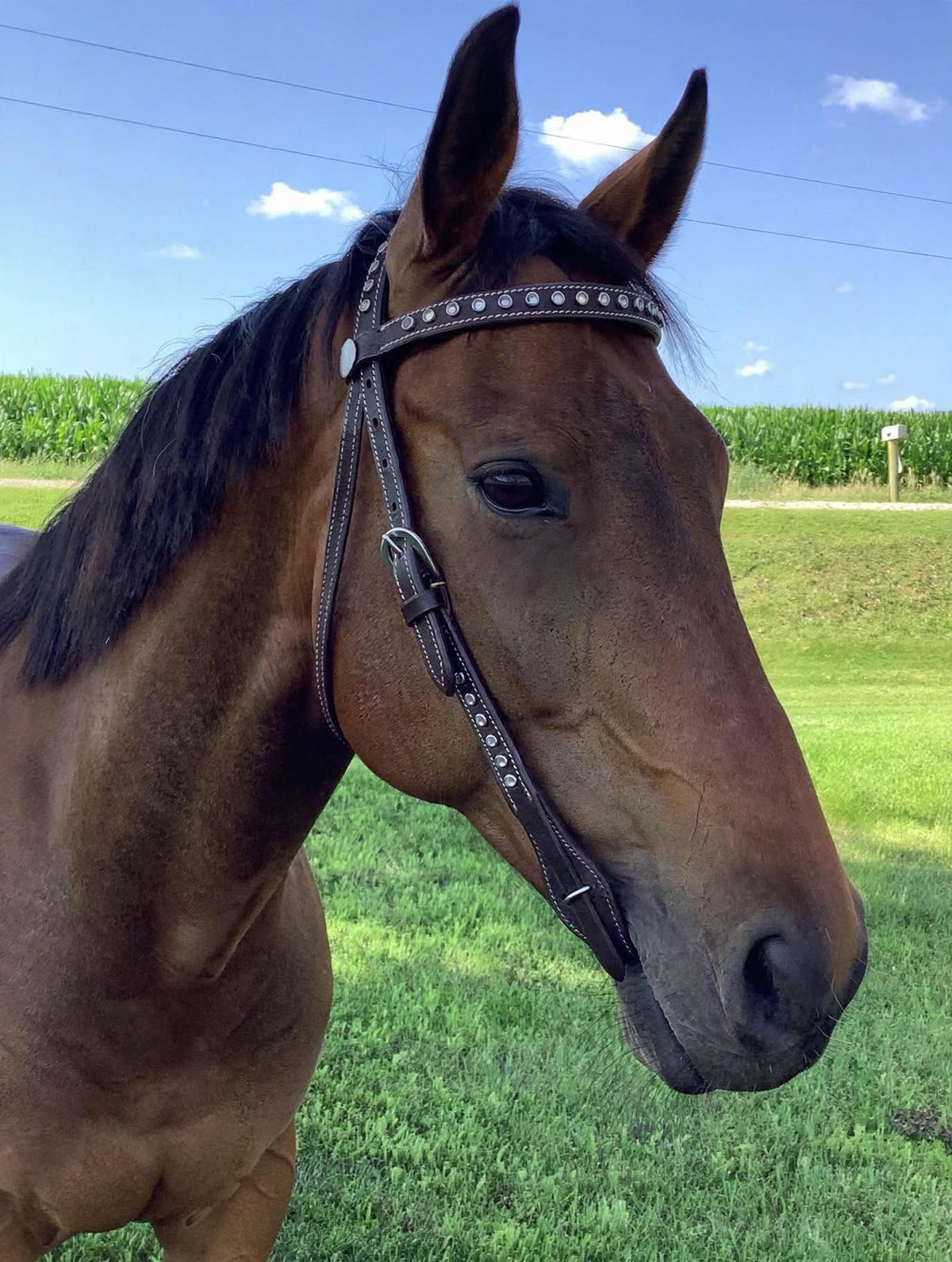 Quick change headstall