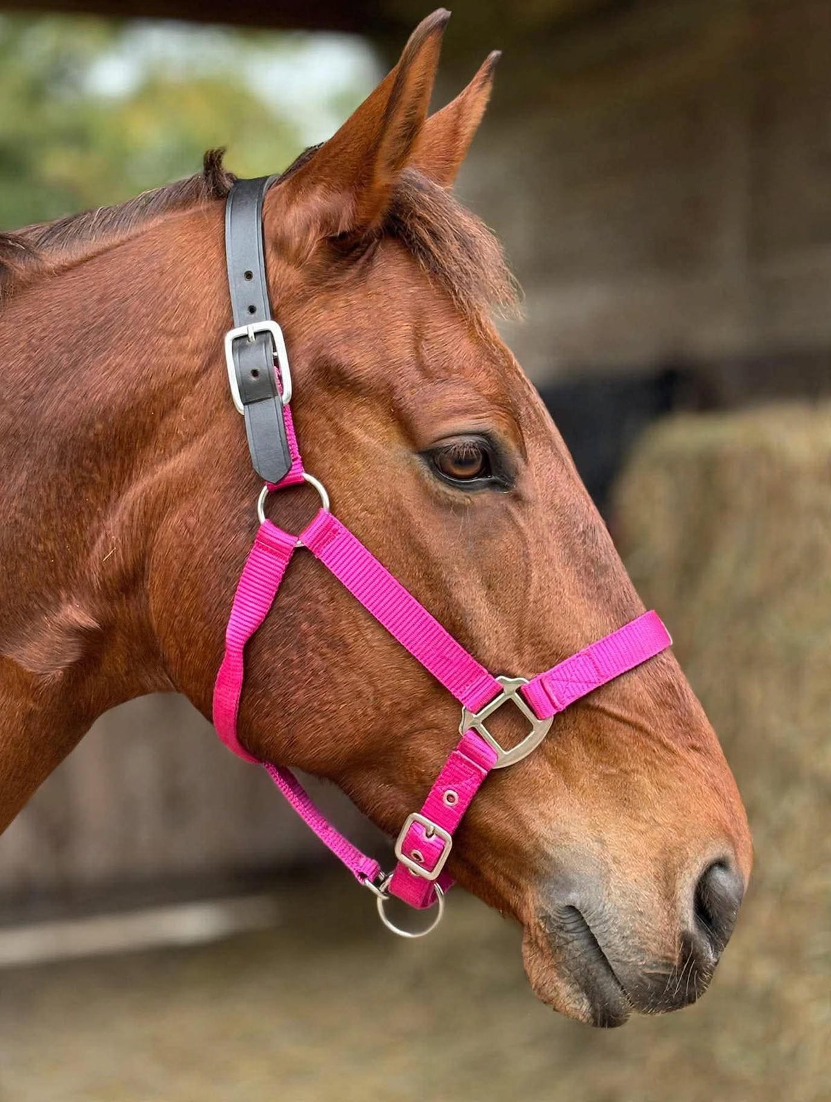 Nylon breakaway halter  pink