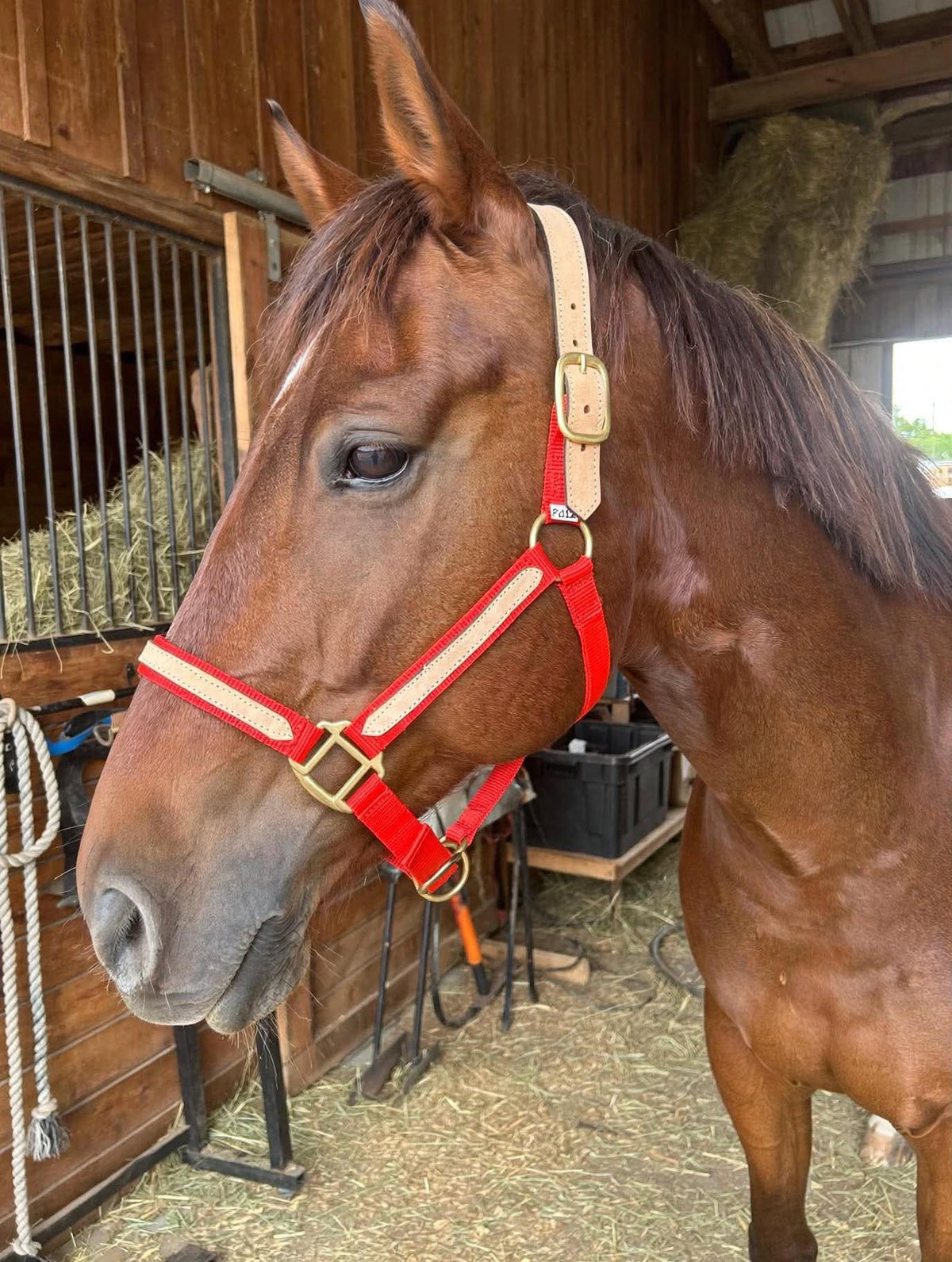 Nylon breakaway halter red