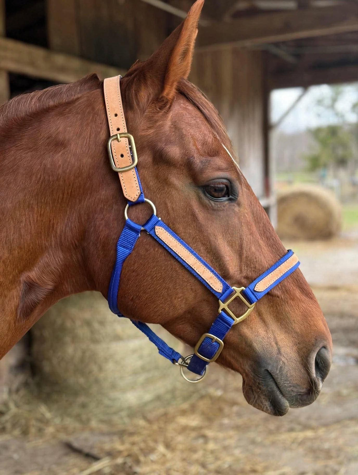 Nylon breakaway halter blue