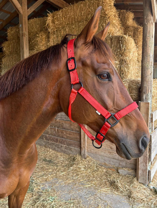 2 ply nylon heavy duty 🇺🇸 halters