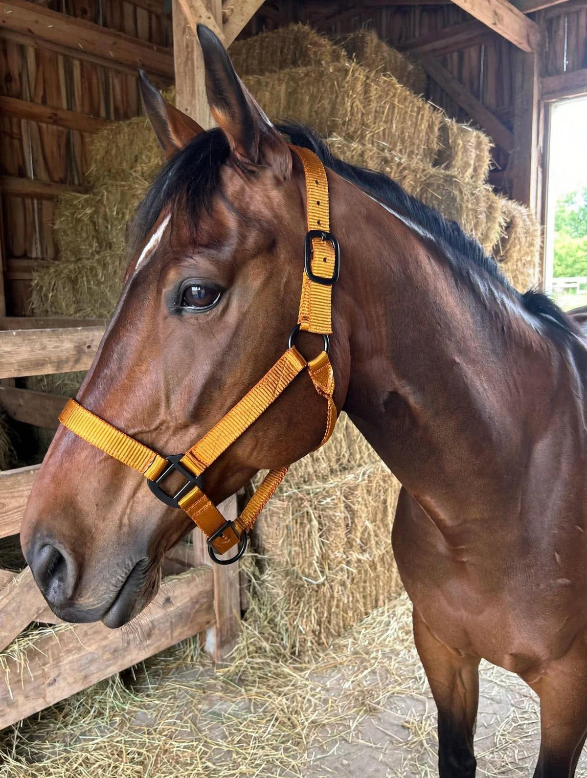2 ply nylon heavy duty 🇺🇸 halters gold color