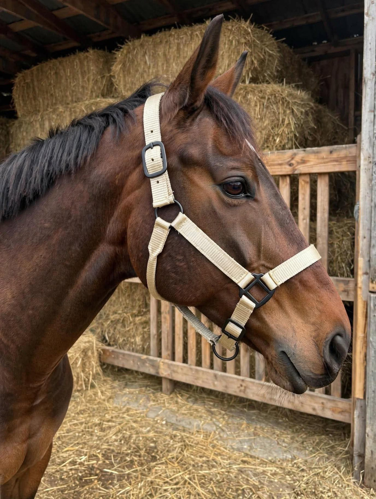 2 ply nylon heavy duty 🇺🇸 halters