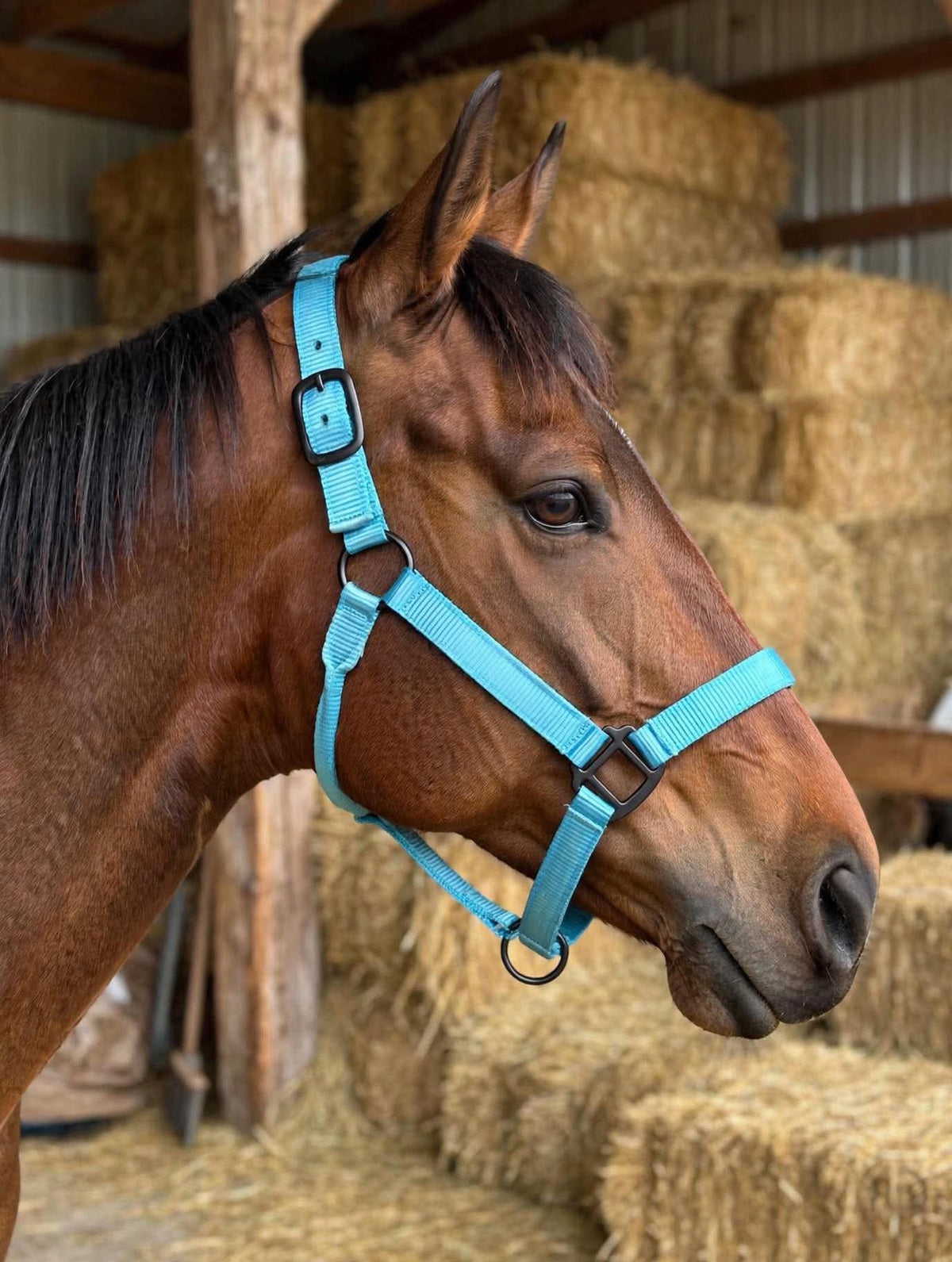 2 ply nylon heavy duty 🇺🇸 halters